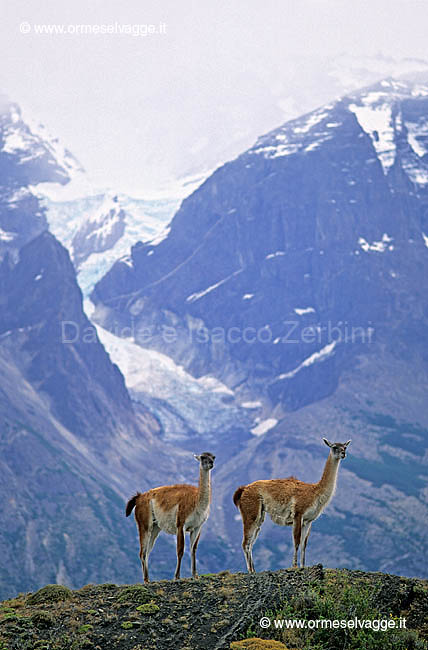 Guanachi 27-21-03